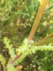 Senecio vernalis