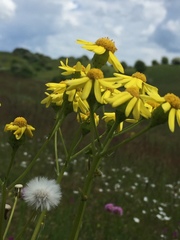 Senecio vernalis