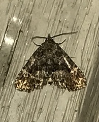 Metalectra richardsi