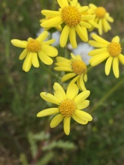Senecio vernalis