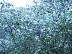 Alniphyllum pterospermum