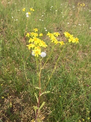 Senecio vernalis