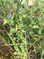 Veronica arvensis