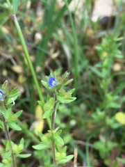 Veronica arvensis