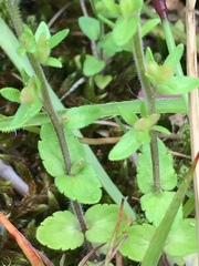 Veronica arvensis