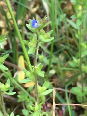 Veronica arvensis