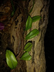 Microgramma vacciniifolia