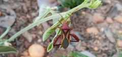Crinocerus sanctus
