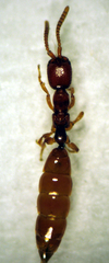 Austranesia tofti