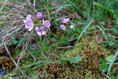 Cardamine raphanifolia raphanifolia