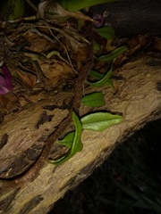 Microgramma vacciniifolia