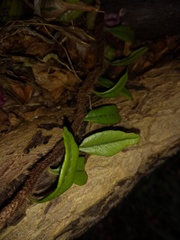 Microgramma vacciniifolia