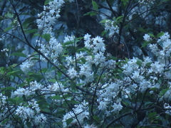 Alniphyllum pterospermum