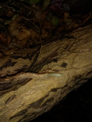 Microgramma vacciniifolia