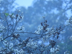 Alniphyllum pterospermum