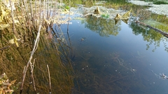 Lissotriton vulgaris