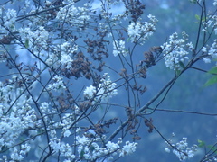 Alniphyllum pterospermum