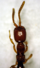 Austranesia tofti