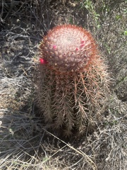 Melocactus intortus