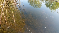 Lissotriton vulgaris