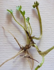 Ranunculus cheesemanii