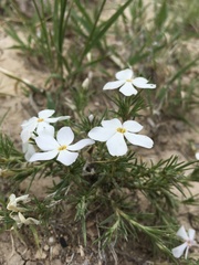 Phlox andicola