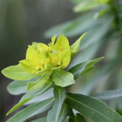 Euphorbia hyberna