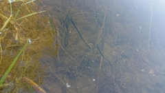 Lissotriton vulgaris