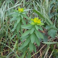 Euphorbia hyberna
