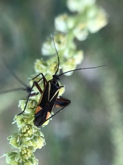 Hadrodemus