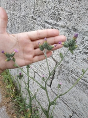 Carduus arabicus