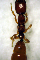 Austranesia tofti