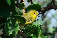 Zosterops flavilateralis