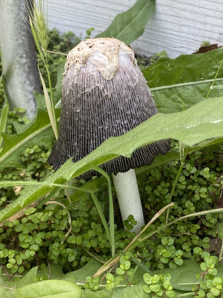 Star-capped Coprinus from Liberty School Rd, Petaluma, CA, US on May 29 ...