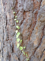 Celastrus flagellaris