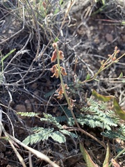 Hoffmannseggia drepanocarpa