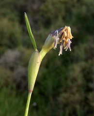 Cornucopiae cucullatum