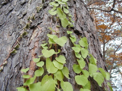 Celastrus flagellaris