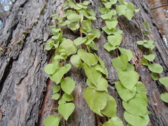 Celastrus flagellaris