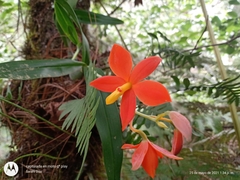 Prosthechea vitellina