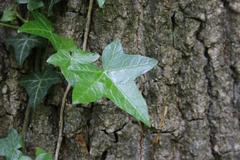 Hedera helix