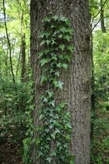 Hedera helix