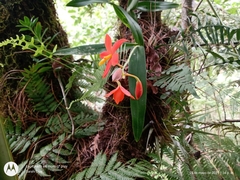 Prosthechea vitellina