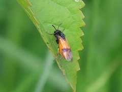 Arge cyanocrocea