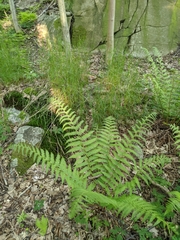 Dryopteris filix-mas
