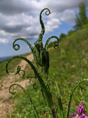 Tragopogon undulatus