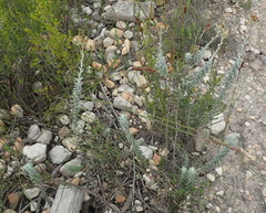 Senecio pauciflosculosus