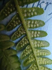 Dryopteris filix-mas