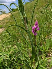 Tragopogon undulatus