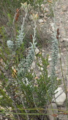 Senecio pauciflosculosus